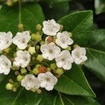 Viburnum rugosumফুল