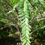 Phyllanthus niruroides Leaf