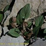 Dioscorea pyrenaica Habit