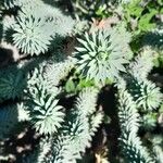 Euphorbia pithyusa 叶