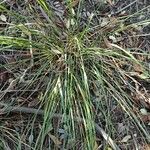 Festuca californica Blatt