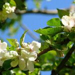 Malus pumila फूल