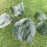 Crataegus douglasii Leaf