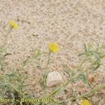 Pulicaria sicula Otro