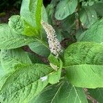 Phytolacca esculenta Hoja