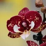 Phalaenopsis × singuliflora Blomst