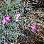 Dianthus lusitanus Leaf