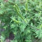 Ambrosia artemisiifolia Blodyn