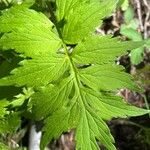 Hydrophyllum fendleri Folha