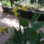 Chelidonium majus Flower