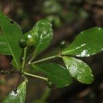 Psychotria orosiana Fruit