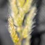 Trisetum paniceum 花