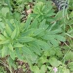 Euphorbia platyphyllos Leaf