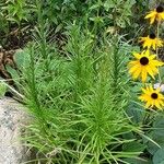 Liatris pycnostachya Hábito
