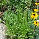 Liatris pycnostachya Συνήθη χαρακτηριστικά