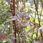 Symphyotrichum lateriflorum Fuelha