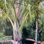 Metroxylon vitiense Bark