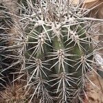 Pachycereus pringlei Yaprak