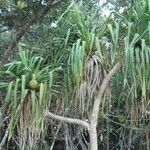 Pandanus tectorius Plante entière