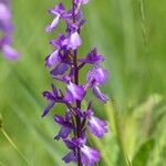 Anacamptis palustris Цвят