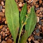 Sagittaria lancifolia Blad