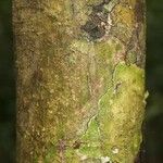 Oxandra asbeckii Corteza