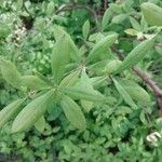 Rhododendron atlanticum Hoja