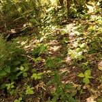 Epilobium roseum Costuma
