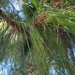 Pinus devoniana Hoja