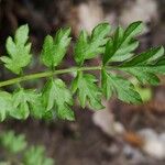 Cardamine impatiensLeaf