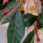 Camellia rosthorniana Other