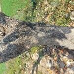 Butea monosperma (Coajă)