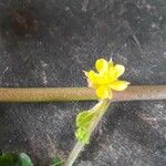 Waltheria indica Flor