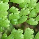 Adiantum raddianum Fruit