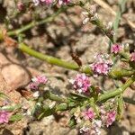 Polygonum plebeium Fleur