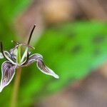 Scoliopus bigelovii Flower
