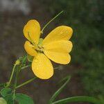 Senna obtusifolia फूल