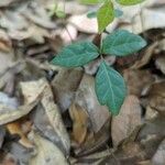 Toxicodendron radicans Blad