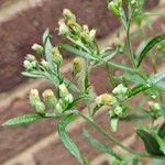 Erigeron sumatrensis ফুল