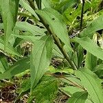 Solidago gigantea পাতা