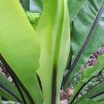 Asplenium australasicum Leaf