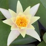 Nymphaea odorata Flower