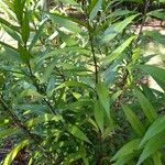 Justicia gendarussa Лист