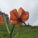 Lilium carniolicum Bloem