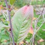 Aronia melanocarpa List