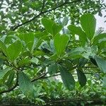 Terminalia ivorensis Yaprak