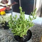 Crassula muscosa葉