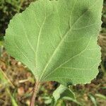 Xanthium strumarium Blatt