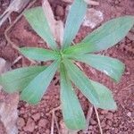 Solidago chilensis Feuille