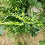 Bromus racemosus Flower